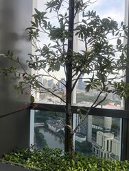 Riviere  (D3), Condominium #592732291